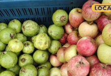 सेब या अमरूद…कौन सा फल ज्यादा फायदेमंद? एक्सपर्ट ने बताए चौंकाने वाले फैक्ट्स