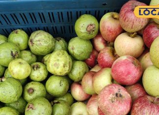 सेब या अमरूद…कौन सा फल ज्यादा फायदेमंद? एक्सपर्ट ने बताए चौंकाने वाले फैक्ट्स