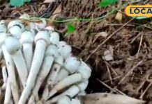 बादल गरजने और आकाशीय बिजली से पैदा होने वाली इस ‘सब्जी’ के दीवने हैं लोग, कीमत सुनकर छूट जाएगा पसीना