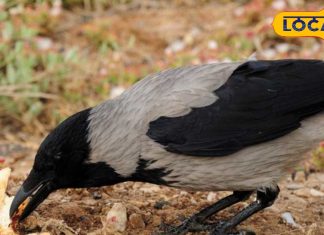 पितृ पक्ष के दौरान इन जीवों को खिलाएं भोजन, पूर्वजों का मिलेगा आशीर्वाद! ऋषिकेश के विद्वान ने बताया महत्व-Feed these creatures during Pitru Paksha to get blessings from ancestors