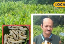 ये सिर्फ पौधा नहीं..दवाइयों का है पूरा खजाना, शरीर की कई बीमारियों के लिए काल!