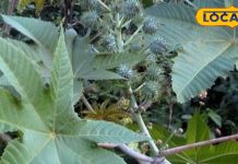 जोड़ों के दर्द वाले ध्यान दें! पेन किलर और टैबलेट का न करें इस्तेमाल, इस पत्ते से दूर हो सकती है गठिया दर्द