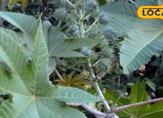 जोड़ों के दर्द वाले ध्यान दें! पेन किलर और टैबलेट का न करें इस्तेमाल, इस पत्ते से दूर हो सकती है गठिया दर्द