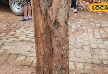 चमकते सोने से कम नहीं है ये पेड़, अंतर्राष्ट्रीय बाजारों में होती है तस्करी