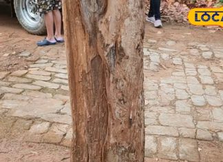 рдЪрдордХрддреЗ рд╕реЛрдиреЗ рд╕реЗ рдХрдо рдирд╣реАрдВ рд╣реИ рдпреЗ рдкреЗрдбрд╝, рдЕрдВрддрд░реНрд░рд╛рд╖реНрдЯреНрд░реАрдп рдмрд╛рдЬрд╛рд░реЛрдВ рдореЗрдВ рд╣реЛрддреА рд╣реИ рддрд╕реНрдХрд░реА