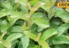 Not only the fruit, the leaves of this fruit are also very beneficial, it cures oral diseases. – Bharat.one हिंदी