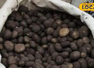 इस सब्जी के आगे फेल है मटन, कीमत सुनकर खिसक जाएगी पैरों की जमीन