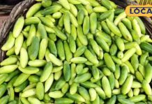 अमृत से कम नहीं यह सब्जी, डायबिटीज-मोटापा को करती है कंट्रोल, ताकत का है खजाना