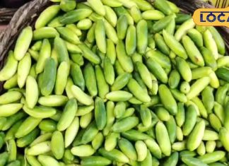 अमृत से कम नहीं यह सब्जी, डायबिटीज-मोटापा को करती है कंट्रोल, ताकत का है खजाना