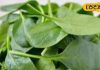 You will be surprised to hear the benefits of this green vegetable! So, definitely include it in your diet – Bharat.one हिंदी
