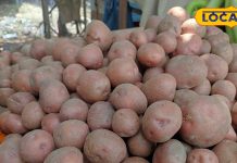 क्या आपने खाएं लाल आलू? भर-भर के मिलेगी एनर्जी, बीपी भी रहेगा कंट्रोल, फूल जैसा खिलेगा चेहरा