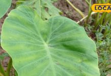 बरसात के मौसम में इन पत्तों का करें सेवन शरीर में नहीं होगी कोई भी बीमारी