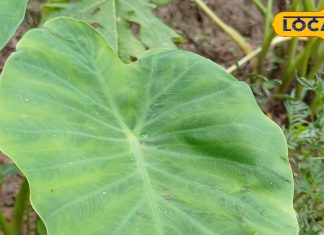 बरसात के मौसम में इन पत्तों का करें सेवन शरीर में नहीं होगी कोई भी बीमारी