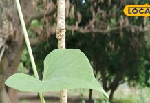 टाइफाइड जैसी हर बीमारी रहेगी दूर! बस इस एक औषधि का करें इस्तेमाल, गिनते रह जाएंगे फायदे