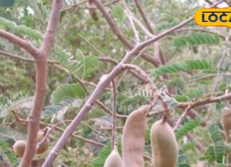 डार्क सर्कल और झुर्रियों का दुश्मन है… इमली से बना फेस पैक, 10 मिनट में करें तैयार, जानें और फायदे