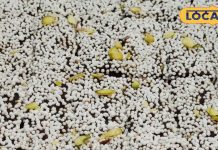 उत्तराखंड की इस मिठाई ने मुरादाबाद में मचाई धूम, जमकर खरीद रहे लोग