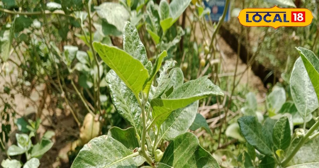 अश्वगंधा असली है या नकली… ऐसे करें पहचान, जानिए इसको खाने के क्या हैं फायदे?