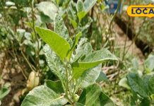 अश्वगंधा असली है या नकली… ऐसे करें पहचान, जानिए इसको खाने के क्या हैं फायदे?