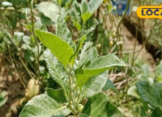 अश्वगंधा असली है या नकली… ऐसे करें पहचान, जानिए इसको खाने के क्या हैं फायदे?