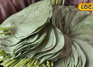 सेहत के लिए वरदान है यह पत्ता, कब्ज-एसिडिटी से छुटकारा दिलाने में कारगर, तनाव कम करने में भी मददगार This green leaf is beneficial not only for the taste of mouth but also for health, chewing it has amazing benefits.