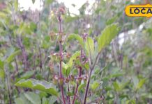 28 से ज्यादा बीमारियों को छूमंतर कर देगी यह औषधि! जान लें खाने का सही तरीका