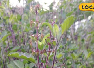 28 से ज्यादा बीमारियों को छूमंतर कर देगी यह औषधि! जान लें खाने का सही तरीका