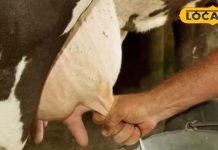 गर्भवती गाय और भैंस का दूध पीना कितना सही? जानें इसके फायदे और नुकसान!