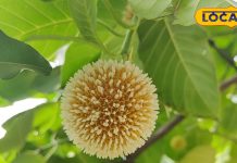 खाने में शामिल करें यह चटाखेदार चटनी, आंख, कान से लेकर लीवर तक को कर देगी टनाटन; घर पर ऐसे करें तैयार