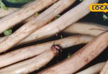 इस एक सब्जी से कंट्रोल हो जाएगी शुगर! बिना परेशानी के पचेगा खाना, थकावट से भी रहेगी दूरी