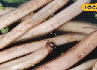 इस एक सब्जी से कंट्रोल हो जाएगी शुगर! बिना परेशानी के पचेगा खाना, थकावट से भी रहेगी दूरी