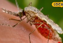 घर में नहीं फटकेगा एक भी मच्छर, अपनाएं ये आसान घरेलू उपाय, सेहत को भी नहीं होगा कोई नुकसान