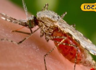 घर में नहीं फटकेगा एक भी मच्छर, अपनाएं ये आसान घरेलू उपाय, सेहत को भी नहीं होगा कोई नुकसान