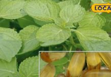 अब शाकाहारी लोग भी आराम से खा सकेंगे ये उपयोगी कैप्सूल, अभी तक सिर्फ मछली से होता था तैयार