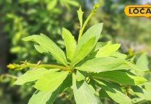 आंखों की रोशनी से लेकर डायबिटीज… कई बीमारियों के लिये रामबाण है पहाड़ों में मिलने वाला ये जंगली पौधा-This Wild plant medicine for many diseases