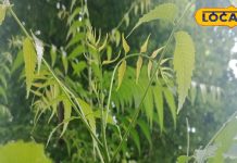 घर-घर में मिलता है अनोखे पत्ते वाला ये पेड़, खाली पेट जूस पिया तो डायबिटीज से मिल सकती है बड़ी राहत -A tree with this unique leaf is found in every home, if you drink the juice of the leaves on an empty stomach then blood sugar will go down, know the correct use from Ayurvedacharya.