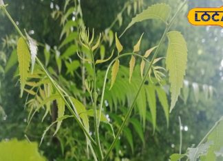 घर-घर में मिलता है अनोखे पत्ते वाला ये पेड़, खाली पेट जूस पिया तो डायबिटीज से मिल सकती है बड़ी राहत -A tree with this unique leaf is found in every home, if you drink the juice of the leaves on an empty stomach then blood sugar will go down, know the correct use from Ayurvedacharya.