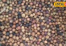 खून-पेट से जुड़ी हर बीमारी को ठीक कर देगी यह औषधि! फायदे गिनते-गिनते जाएंगे थक