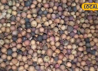 खून-पेट से जुड़ी हर बीमारी को ठीक कर देगी यह औषधि! फायदे गिनते-गिनते जाएंगे थक