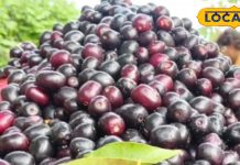 सिर्फ बारिश में मिलता है यह फल, कई बीमारियों में कारगर, गुठली का भी बनता है चूर्ण-This fruit is available only in the rains, it is effective in many diseases, powder is also made from the seeds