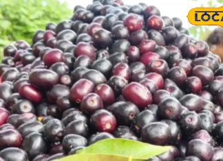 सिर्फ बारिश में मिलता है यह फल, कई बीमारियों में कारगर, गुठली का भी बनता है चूर्ण-This fruit is available only in the rains, it is effective in many diseases, powder is also made from the seeds