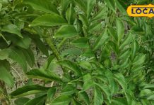 लागत जीरो लेकिन मुनाफा कमाल, इस सब्जी की खेती करने में नहीं आता कोई खर्च