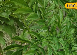 लागत जीरो लेकिन मुनाफा कमाल, इस सब्जी की खेती करने में नहीं आता कोई खर्च