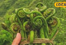 हिमालय पर उगती है ये अनोखी सब्जी, औषधि का भंडार, कई बीमारियों का काल, इसके नाम पर बना चौक