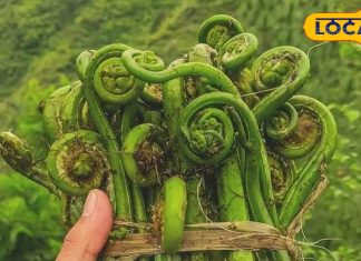 हिमालय पर उगती है ये अनोखी सब्जी, औषधि का भंडार, कई बीमारियों का काल, इसके नाम पर बना चौक