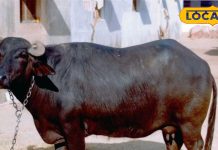 क्या भैंस का दूध पीने से मोटी हो जाती है बुद्धि ? पशु वैज्ञानिकों से जानिए सच्चाई