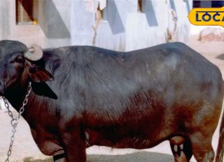 क्या भैंस का दूध पीने से मोटी हो जाती है बुद्धि ? पशु वैज्ञानिकों से जानिए सच्चाई