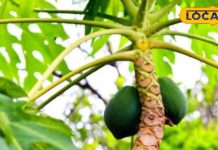 डेंगू और टायफाइड के लिए बहुत फायदेमंद है पपीते के पेड़ का ये हिस्सा, ऐसे करें इस्तेमाल