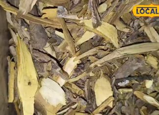 कमाल की है यह औषधि, शरीर को बना सकती है ताकतवर, सूजन-शुगर हो जाएगी गायब!