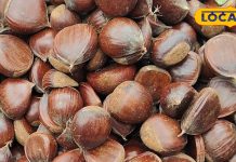 कांटेदार फल वाला चमत्कारी पेड़, 600 साल है आयु! डायबिटीज-गठिया का रामबाण इलाज