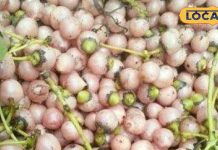 इस जंगली फल के काढ़े से दूर होती हैं कई बीमारियां, जानें कब और कैसे करें सेवन